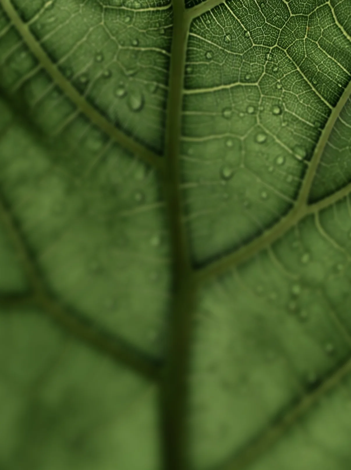 A decorative image of a organic, green backdrop