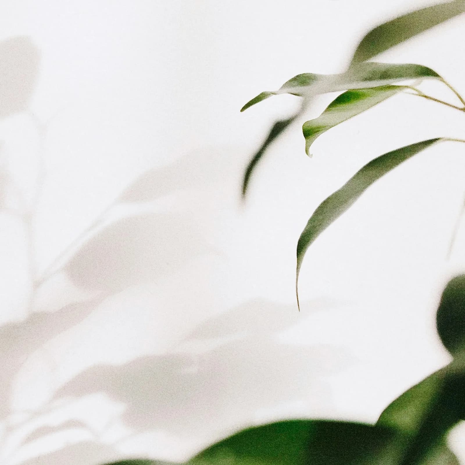 Green plant leaves with soft shadows against a white wall