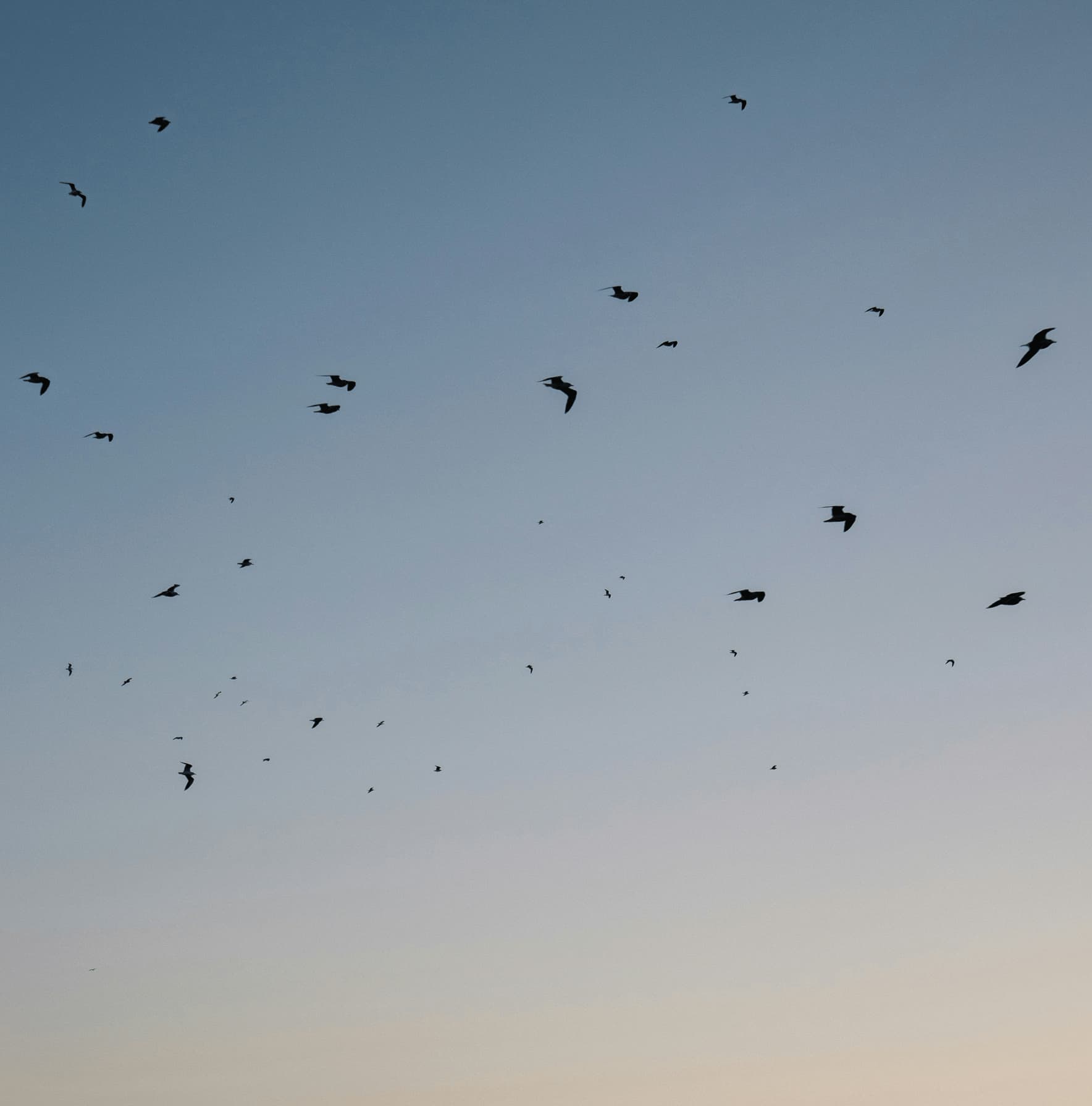 A kite in a blue sky