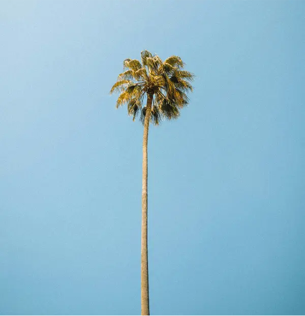 Palm tree against a clear blue sky