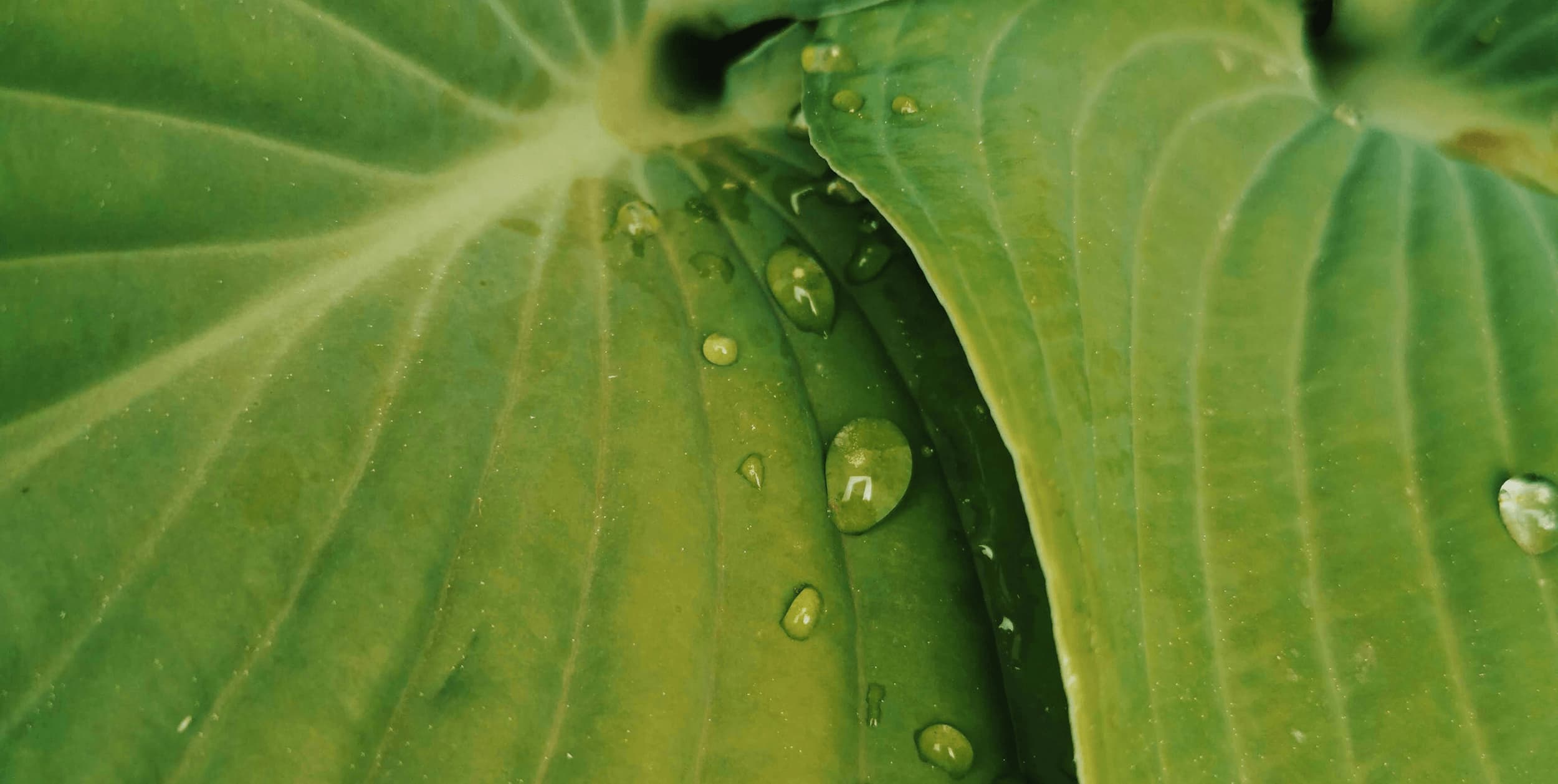 Decorative green leafy backdrop