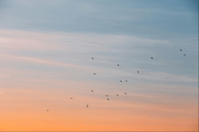 Sunset sky with birds in flight