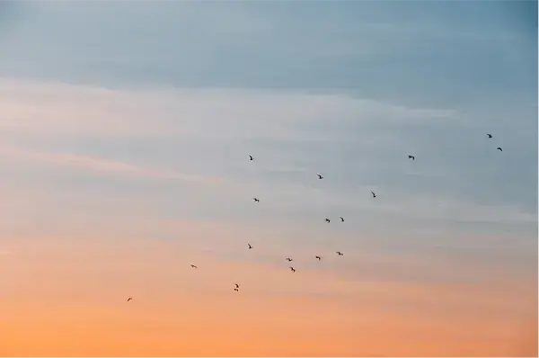 Sunset sky with birds in flight