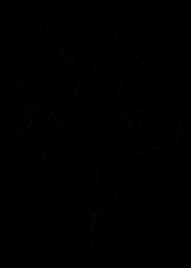 Black ink illustration of a flower