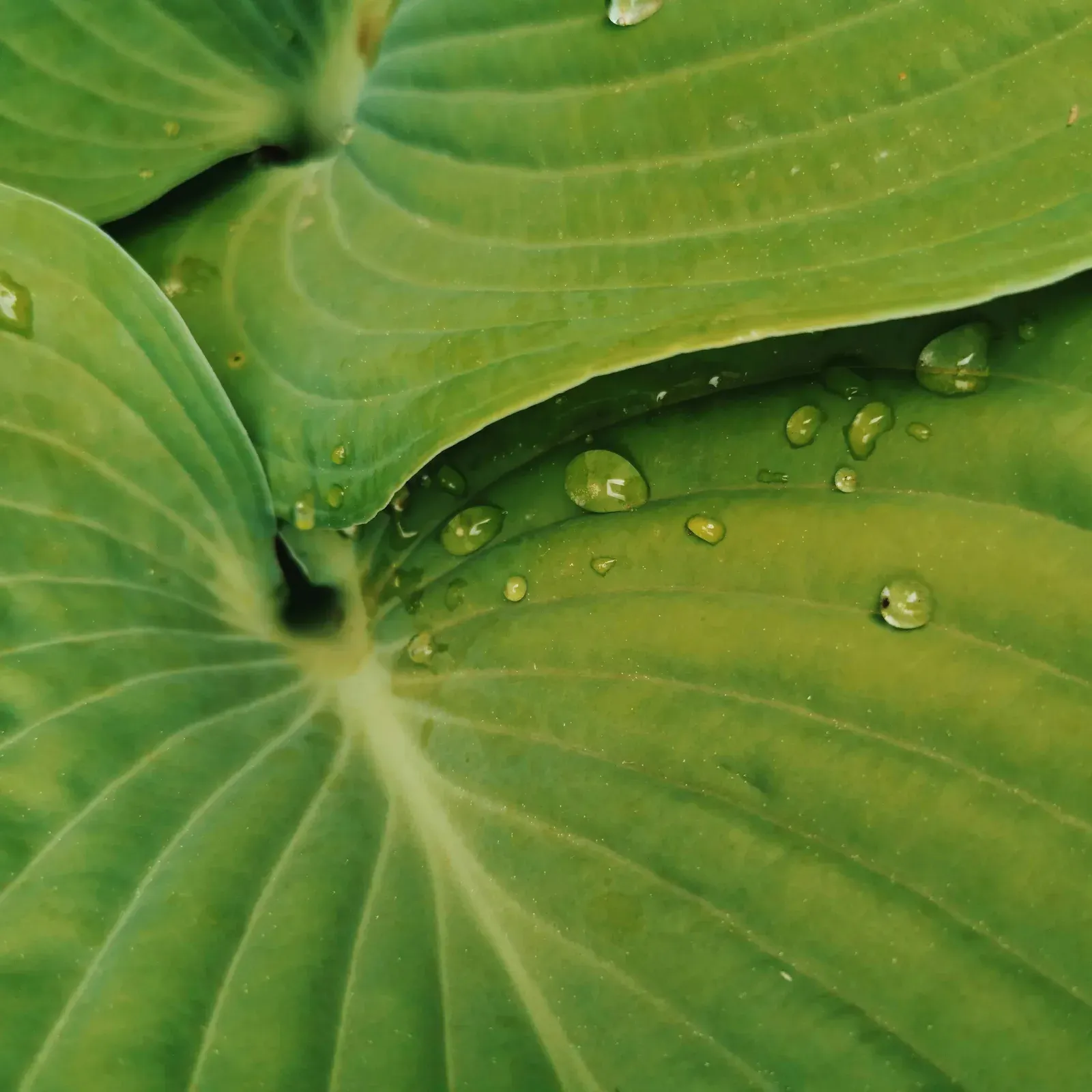Close-up of green leaves covered in water droplets