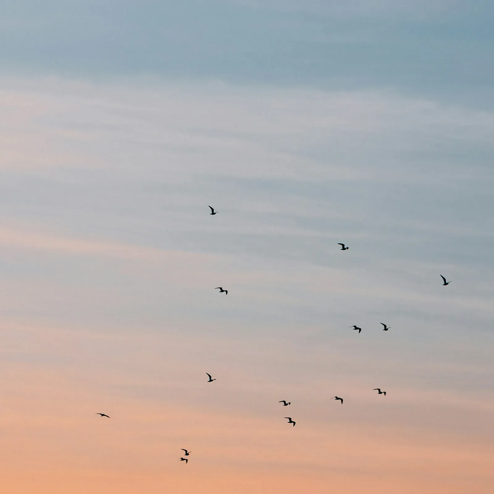 A flock of birds flying across a pastel dusk sky